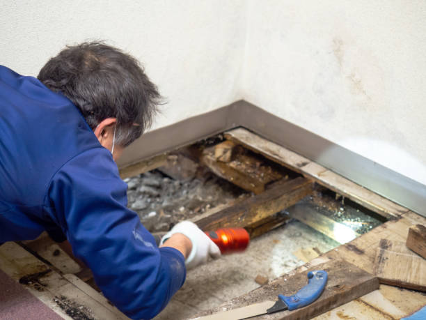 Best Certified Mold Removal  in Northvale, NJ