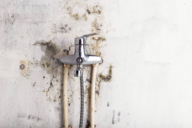 Mold Removal Process in Northvale, NJ