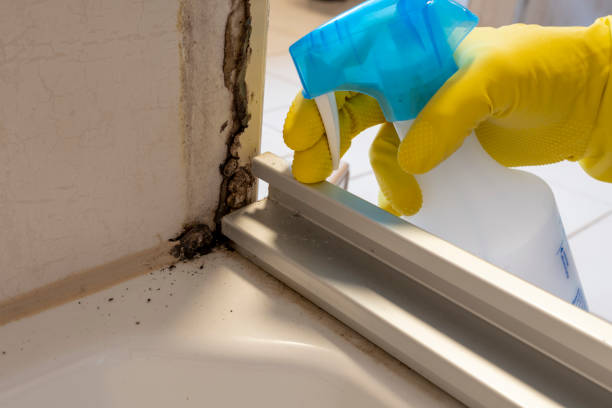 Best Certified Mold Removal  in Northvale, NJ
