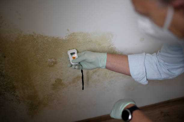 Best Certified Mold Removal  in Northvale, NJ