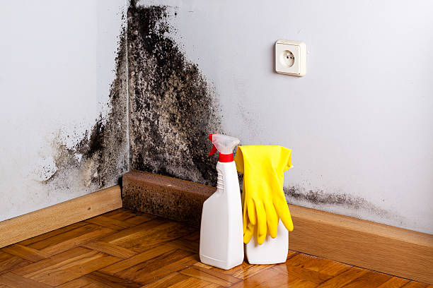 Best Toxic Mold Removal  in Northvale, NJ
