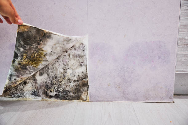 Best Residential Mold Removal  in Northvale, NJ